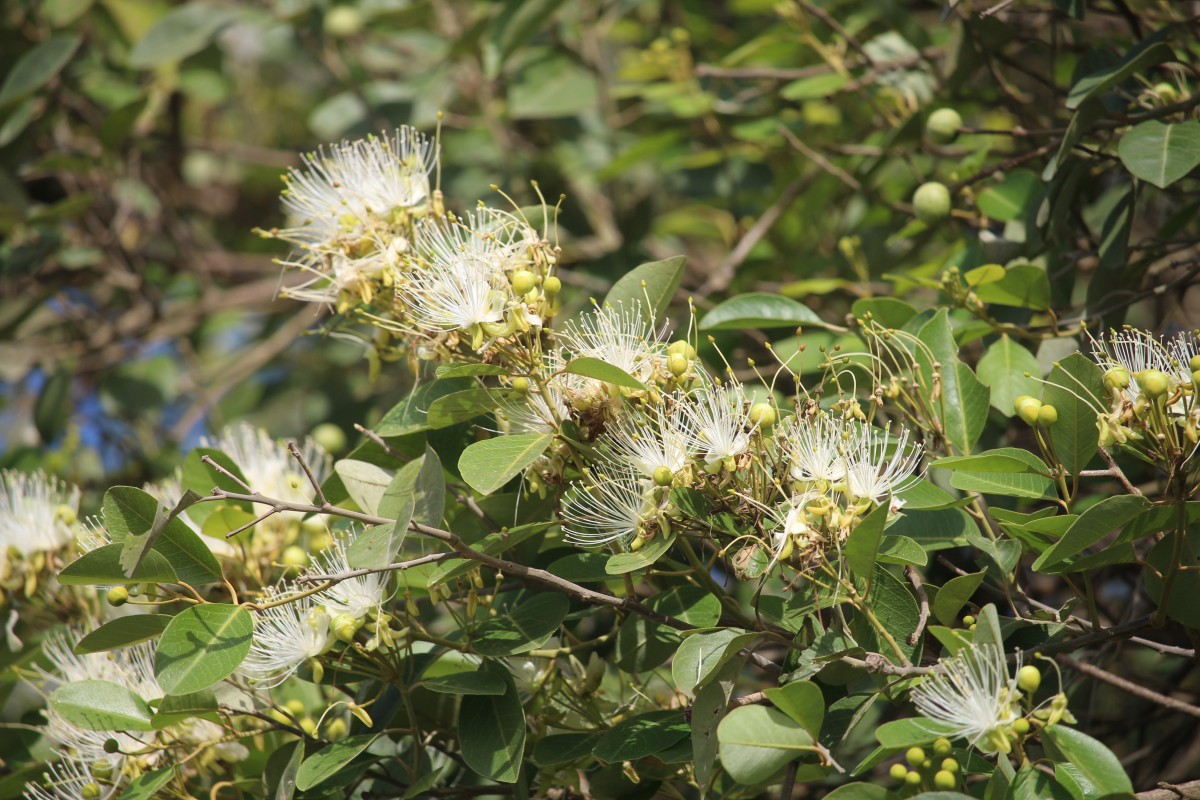 Capparis grandis L.f.